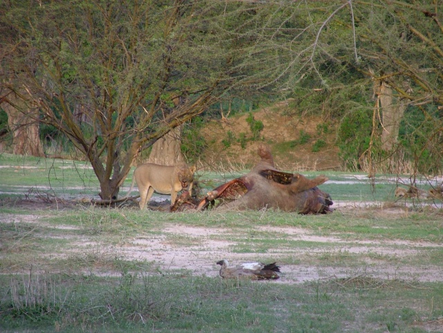 Clou final de la ballade au crépusculaire au bord de la rivière : une lionne et son butin de chasse