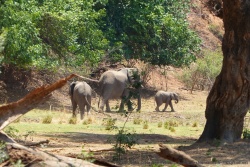 Une famille d'éléphants, descend dans la petite vallée