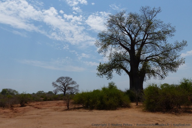 Des baobabs géants poussent non loin du fleuve