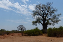 Des baobabs géants poussent non loin du fleuve