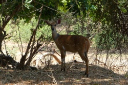 Les bushbuck ne sont généralement pas tres farouches, comme celui-ci