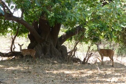 Une jolie famille de guib harnaché ou bushbuck