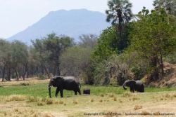 Des lagunes, plus ou moins asséchées, sont très appréciées des éléphants