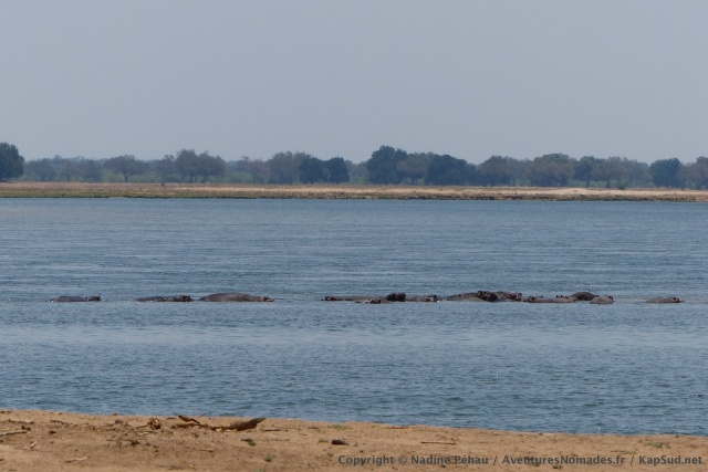 Le Zambèze est un véritable paradis pour les hippopotames qui le colonisent en nombre