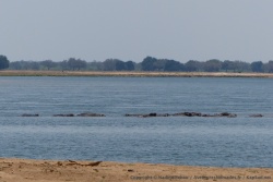 Le Zambèze est un véritable paradis pour les hippopotames qui le colonisent en nombre