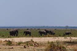 Dans une plaine inondable, le merveilleux spectacle d'un grand rassemblement d'éléphants