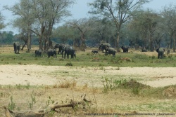 Des éléphants par dizaines et même centaines !