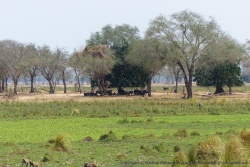 Les éléphants ne sont pas les seuls à fréquenter le coin, les buffles se sont aussi invités