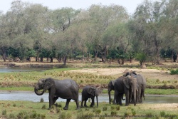 Pour notre plus grande joie, nous rencontrons souvent des éléphants généralement en famille