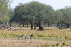 De magnifiques forêts de grands arbres forment une sorte de barrière de protection