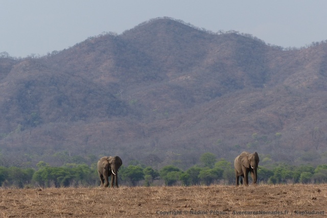 Deux grands éléphants mâles s'attaquent à la traversée du pan asséché et poussiéreux