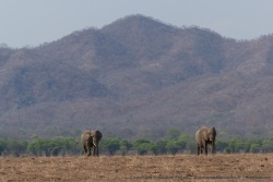 Deux grands éléphants mâles s'attaquent à la traversée du pan asséché et poussiéreux