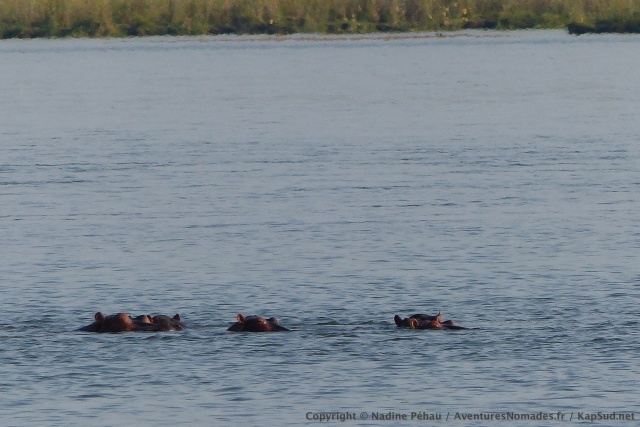 Les hippopotames toujours aussi bienheureux dans le fleuve