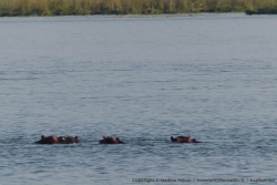 Les hippopotames toujours aussi bienheureux dans le fleuve
