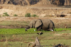 Les éléphants semblent très friands des plantes aquatiques trouvées dans les lagunes