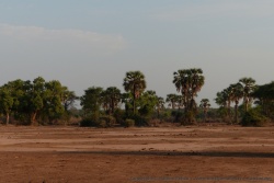 Seule la présence permanente des eaux du Zambèze permet à la forêt de subsister sur une terre aussi dénudée