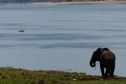 Les rives du Zambèze permettent souvent aux animaux de venir boire facilement