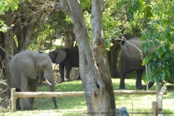 La clairière avenante du camping se trouve vite envahie par plusieurs troupes d'éléphants