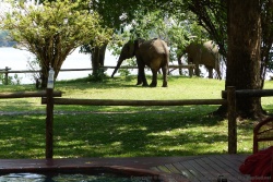 Tout un groupe d'éléphants s'invite à la piscine