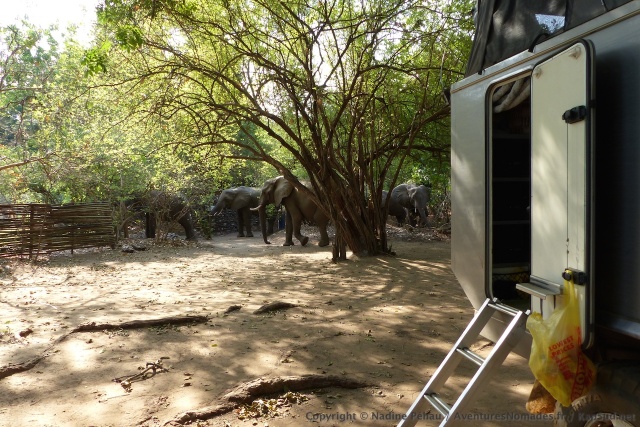 Les éléphants s'approchent tranquillement mais sûrement de notre campsite