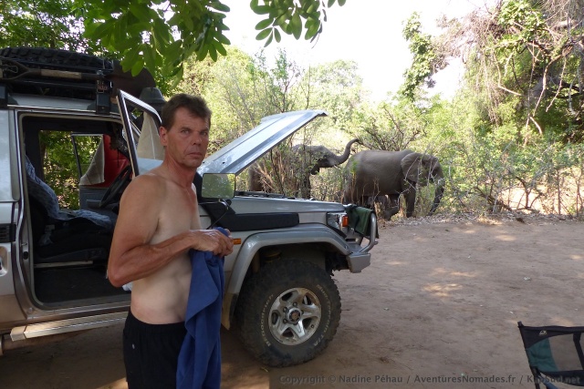 Les éléphants sont de plus en plus prés