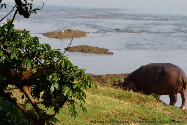 Pendant que les éléphants sont en haut avec nous, les hippos s'occupent en bas