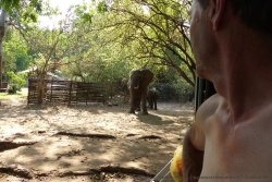 En présence d'un petit éléphnteau, il faut être très vigilant avec les autres éléphants