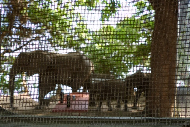 Une trentaine d'éléphants a pris pacifiquement possession de notre campsite !