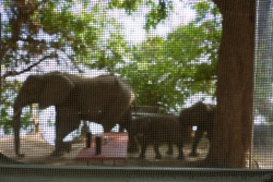 Une trentaine d'éléphants a pris pacifiquement possession de notre campsite !
