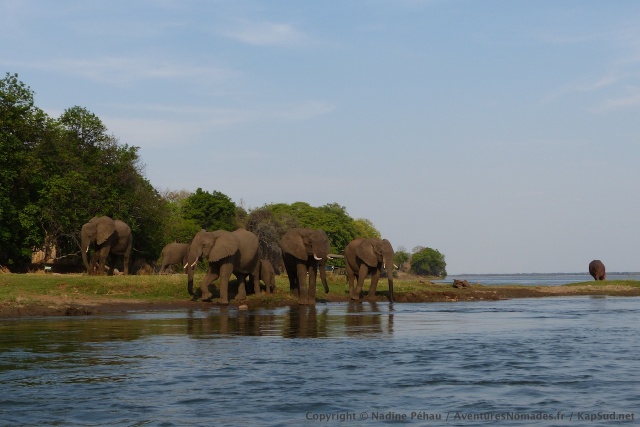 Au bout d'une demi-heure très intense les éléphants quittent enfin notre campsite pour les rives du Zambèze