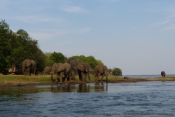 Au bout d'une demi-heure très intense les éléphants quittent enfin notre campsite pour les rives du Zambèze