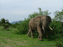 Notre premier éléphant du jour