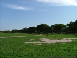 Une véritable orgie de verdure pour les impalas