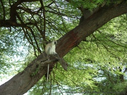Les vervets sont également très présents dans cette forêt