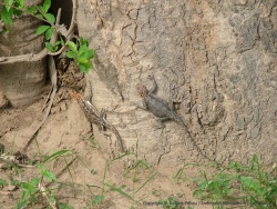 Deux gros lézards à la tête de dragon