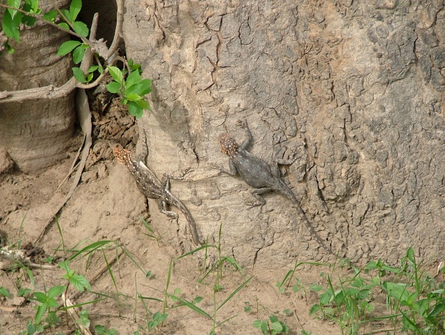 Deux gros lézards à la tête de dragon