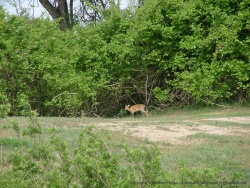 Une petite antilope des sous-bois