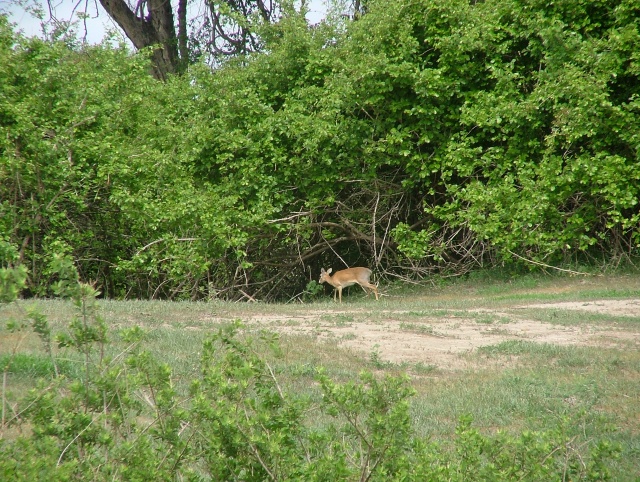 Une petite antilope des sous-bois