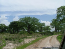 Les baobabs eux aussi profitent de la saison des pluies