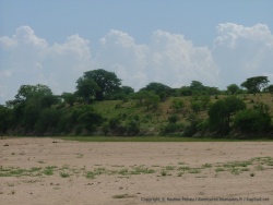 Tout le long de la rivière Ruaha, les paysages sont magnifiques et les baobabs ajoutent leur touche supplémentaire