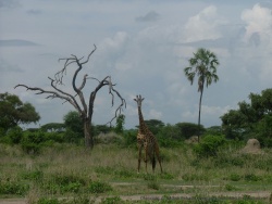 Girafe prenant la pause