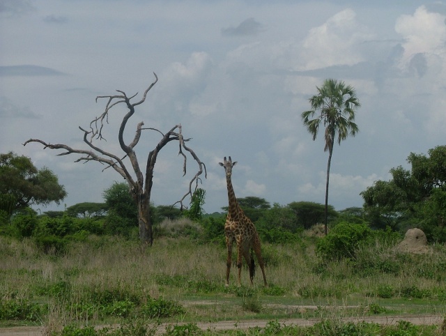 Girafe prenant la pause