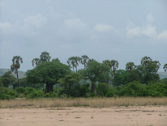 Les palmiers donnent un petit air d'oasis
