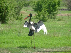 Le jabiru, une espèce de cigogne plutôt colorée