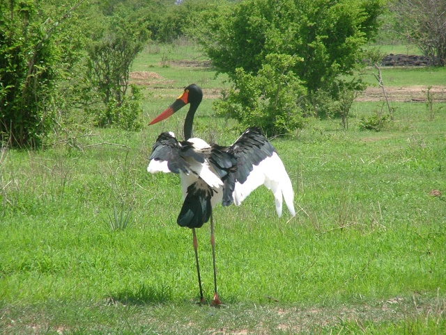 Le jabiru, une espèce de cigogne plutôt colorée