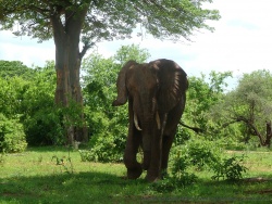 Un éléphant de prés !