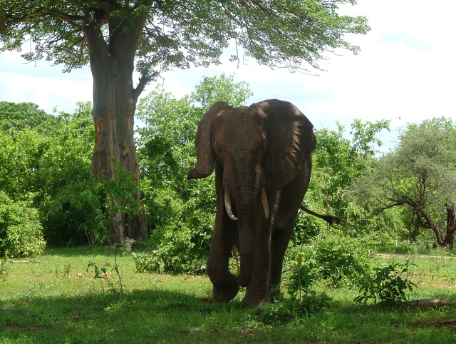 Un éléphant de prés !