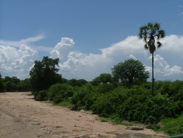 La rivière bien qu'à sec est source de vie pour la végétation