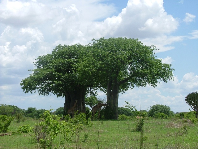 Quand le soleil est au zénith, tout le monde cherche l'ombre des grands arbres