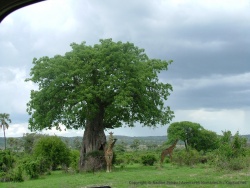Les baobabs sont tellement immenses que les girafes semblent bien petites